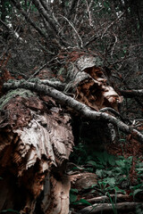 dead tree in a forest