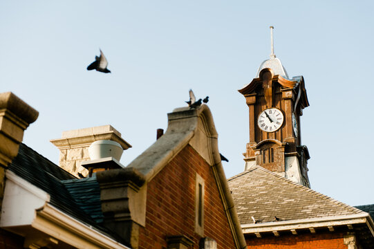 Pigeon and Clock Tower