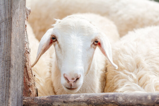 sheep in sheepfold