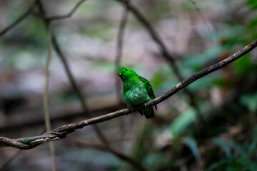 Green Broadbill