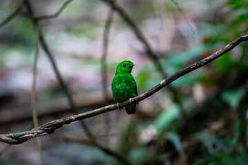 Green Broadbill