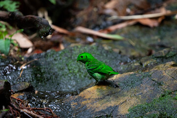 Green Broadbill