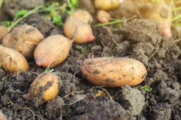 Fototapeta premium Freshly dug raw potatoes on the soil of a farm field. Harvesting, harvest. Harvesting potato. Fresh root organic vegetables, ecological agricultural food products. Gardening and farming.