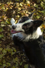 black and white dog border collie