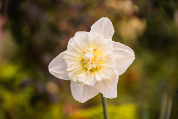 Daffodil