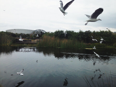 Seagulls