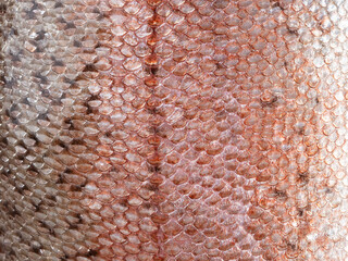 Fish scale texture close-up. Copy space.