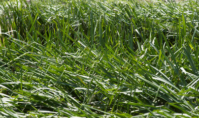 reed plants at the water