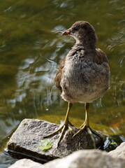 Vogel Tier Wasser Wasserhuhn Licht