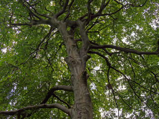 Baum Licht Schatten Wald Blatt