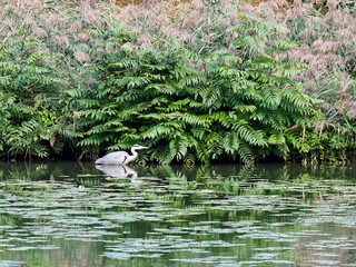 Reiher Wasser Vogel Teich Natur