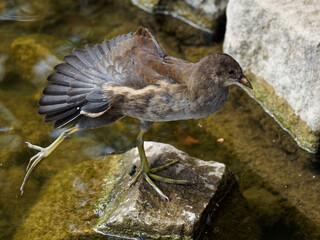 Tier Vogel Wasserhuhn Wasser Teich 