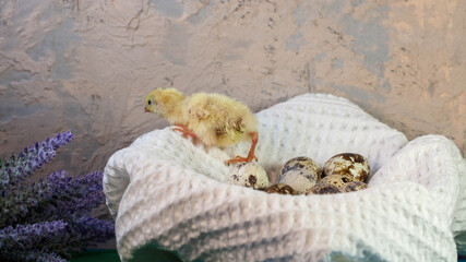 tiny quail chicks that just hatched from an egg