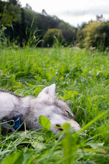 Puppy sleeping in grass