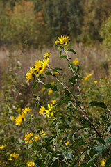 Obraz premium bright yellow flowers on the slope of a ravine