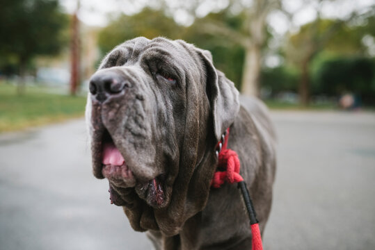 Neapolitan Mastiff portrait