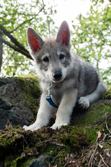 Puppy on rock