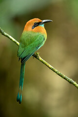 The broad-billed motmot (Electron platyrhynchum) is a species of bird in the family Momotidae. It is found throughout Central America