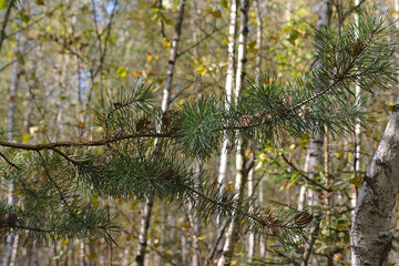 dry birch leaves stuck in pine needles