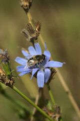 a bee is working on a blue chicory flower