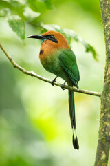 The broad-billed motmot (Electron platyrhynchum) is a species of bird in the family Momotidae. It is found throughout Central America