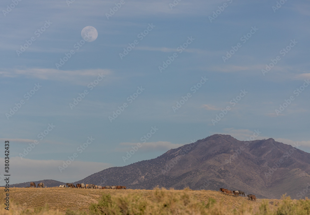 Wall mural herd of wild horses and moon in utah