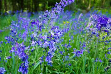 ブルーベルズ　英国　紫の花　bluebells