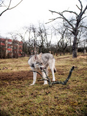 Fototapeta premium Wolf plays with wood