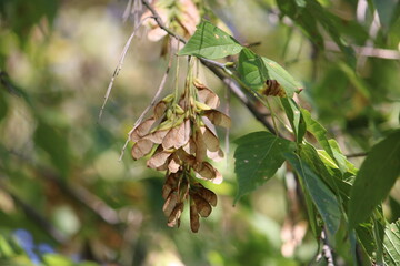Close up Helicopter seeds