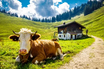 Fototapeten cow at the european alps © fottoo