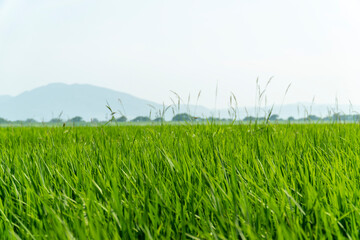 田園風景　田んぼ　稲