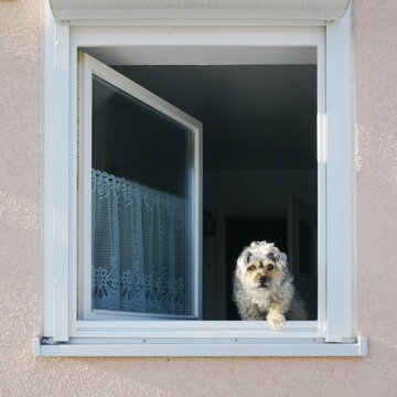 little dog looking out window house