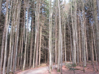 forest