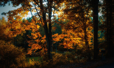 Sunrise light shines thru Autumn leaves in late September here in Windsor in Upstate NY