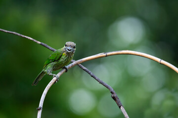 Green - eared Barbet