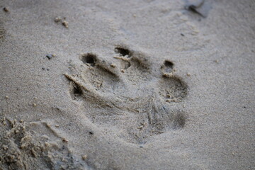 footprint in the sand