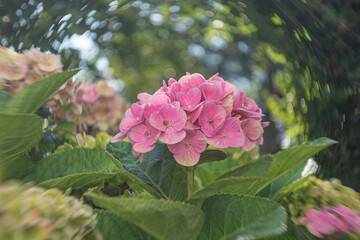 Hortensia
