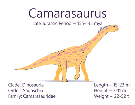 Camarasaurus. Sauropodomorpha dinosaur. Colorful vector illustration of prehistoric creature camarasaurus and description of characteristics, period of life isolated on white background. Fossil dino.