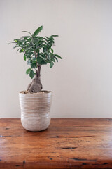 potted bonsai tree on a wooden table