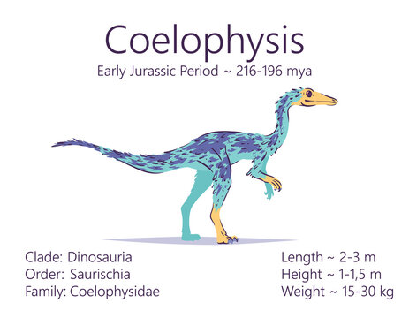 Coelophysis. Theropoda dinosaur. Colorful vector illustration of prehistoric creature coelophysis and description of characteristics and period of life isolated on white background. Fossil dino.