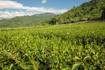 green tea farm