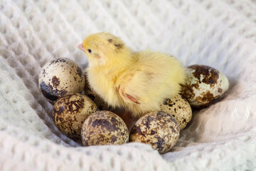 tiny quail chicks that just hatched from an egg