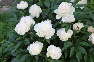 
Water drops remained on white peonies after a summer rain