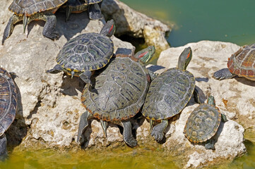 Fototapeta premium turtles basking and swimming in the sun