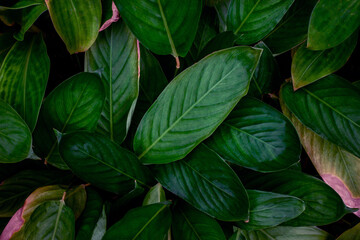 closeup nature view of green leaf texture, dark wallpaper concept, nature background, tropical leaf