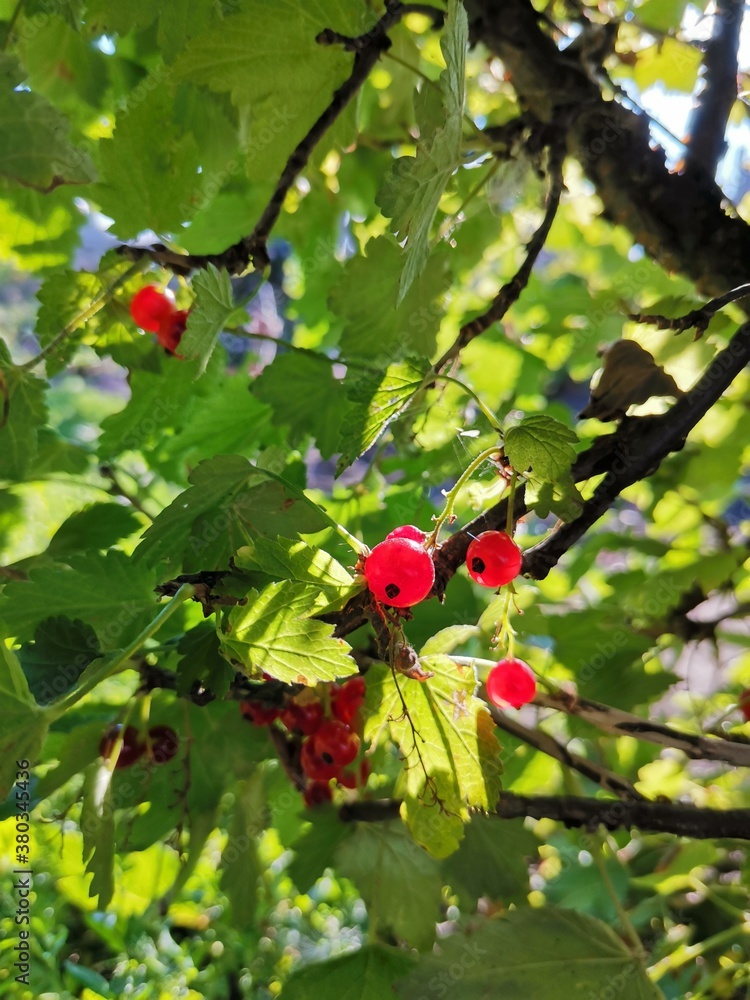 Wall mural red currant bush