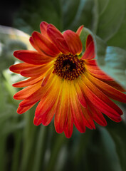 Gerbera flower close up. Floral background