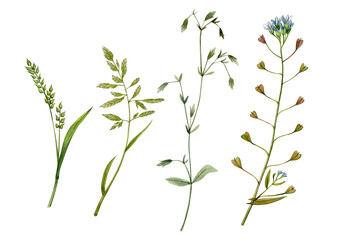 Watercolor hand drawn herbage. Can be used as print, postcard, invitation, greeting card, textile, element design, stickers, tattoo.