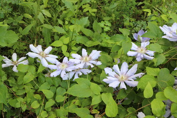 Raindrops hang on lilac clematis petals in a summer garden