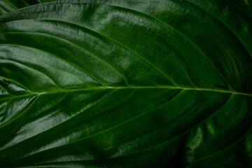 closeup nature view of green leaf texture, dark wallpaper concept, nature background, tropical leaf